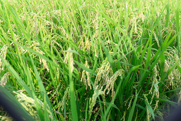 私市の田んぼ 20240912-13