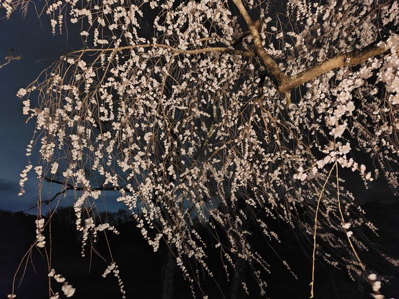 大阪公立大学附属植物園 夜桜 20250328-6