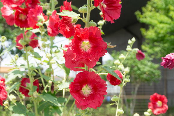 タチアオイ 202406112