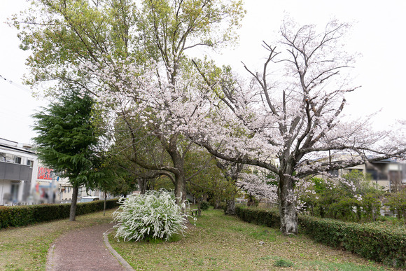 藤が尾 桜 20250405-4