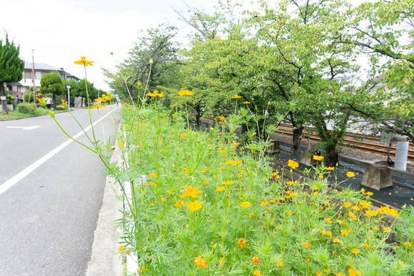 キバナコスモス 20240902-10