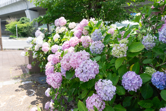 私部南の紫陽花 202406118