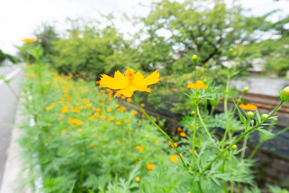 キバナコスモス 20240902-4