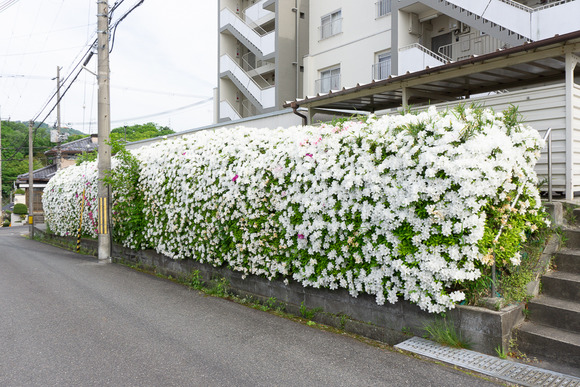 妙見坂のツツジ 202404281