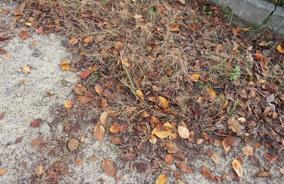 傍示川の桜の紅葉 20241025-3