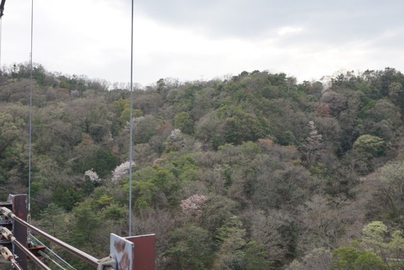 ほしだ園地 2024040949