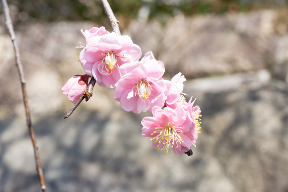 星田公園の梅 20250310-5