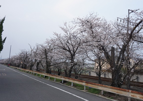 松塚の桜並木-20260329-1
