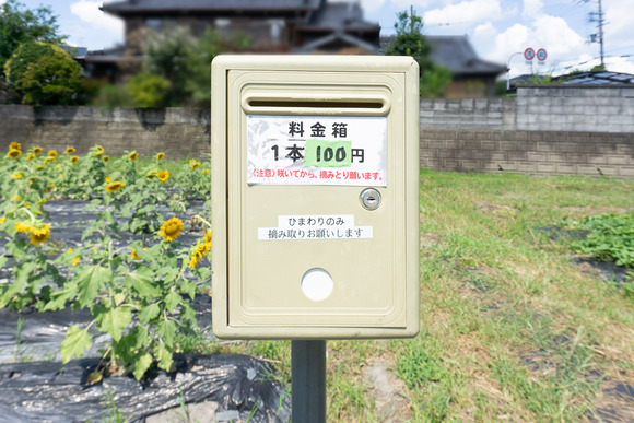 天野が原町の向日葵畑 20240912-25