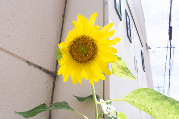 関西スーパー倉治店 20240924-2