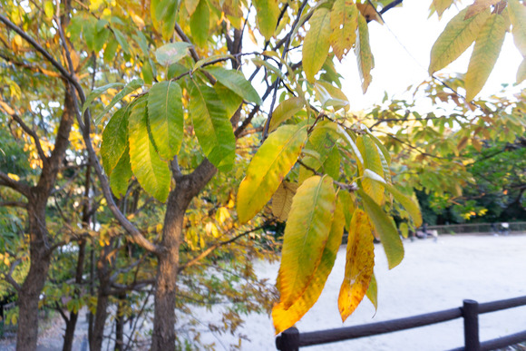 星田公園 20241130-15