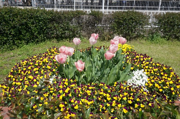 郡津駅前のチューリップ 202404115