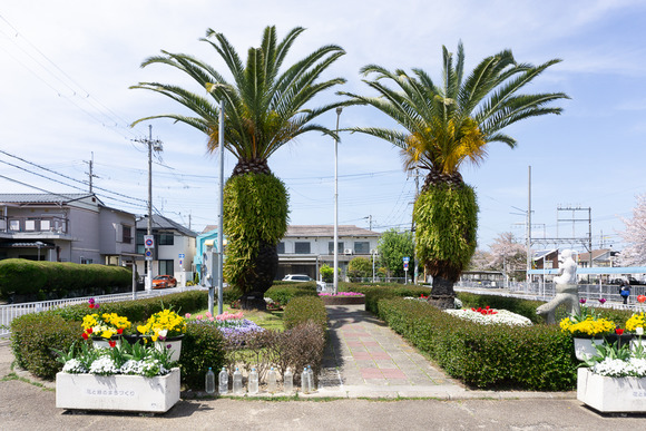 郡津駅前のチューリップが見頃。交野会館前、カナリーヤシの前のところ