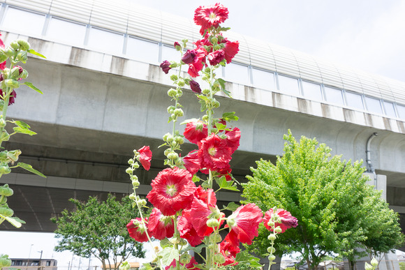 タチアオイ 202406113