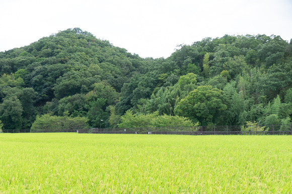 私市の田んぼ 20240912-7