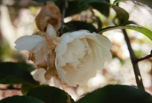 大阪公立大学附属植物園 20250118-8