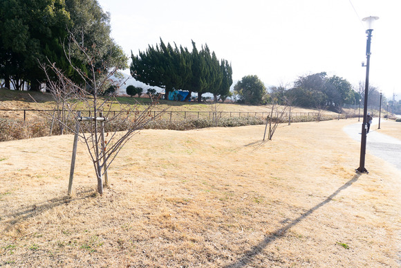 ヤギ除草 20250120-6