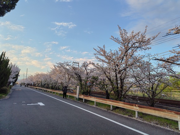 郡津駅前の桜 20260405-1