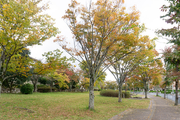 リニアパーク 紅葉 20241110-14