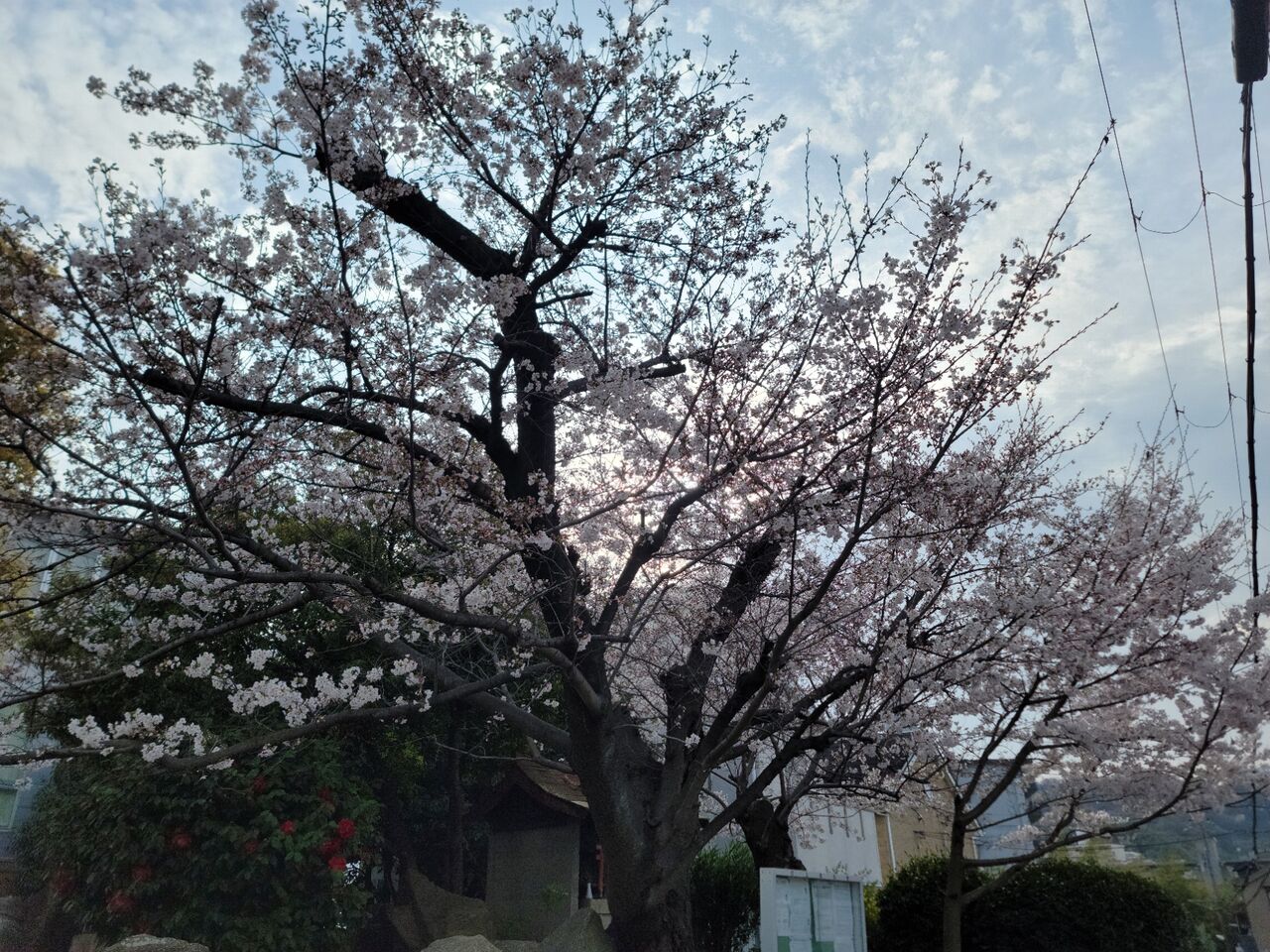 寝屋川市打上宮前町の桜(2024年) : 第二京阪学研都市線紹介