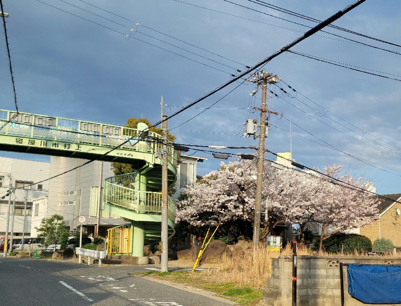寝屋川市打上宮前町の桜(2024年) : 第二京阪学研都市線紹介