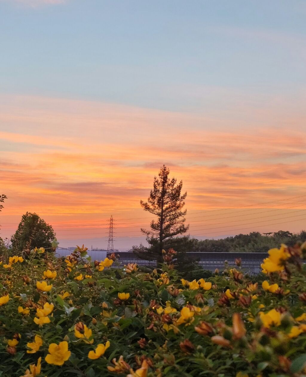 寝屋川公園からの夕焼けと 黄色い花 第二京阪学研都市線紹介