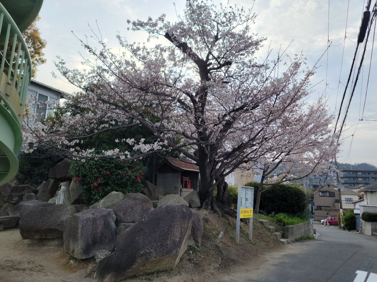 寝屋川市打上宮前町の桜(2024年) : 第二京阪学研都市線紹介