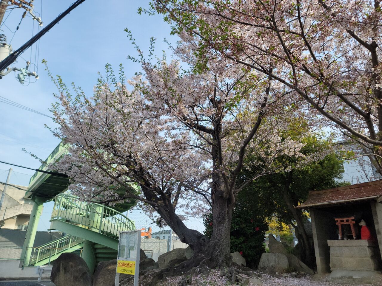 寝屋川市打上宮前町の桜(2024年) : 第二京阪学研都市線紹介