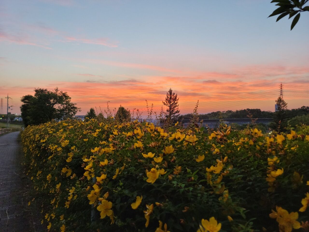 寝屋川公園からの夕焼けと 黄色い花 第二京阪学研都市線紹介