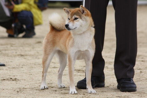 日本犬保存会秋季高知支部展②お気に入り : 日本犬保存会 まんのう荘