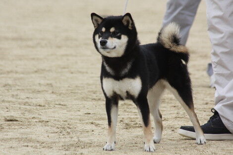 日本犬保存会秋季高知支部展②お気に入り : 日本犬保存会 まんのう荘