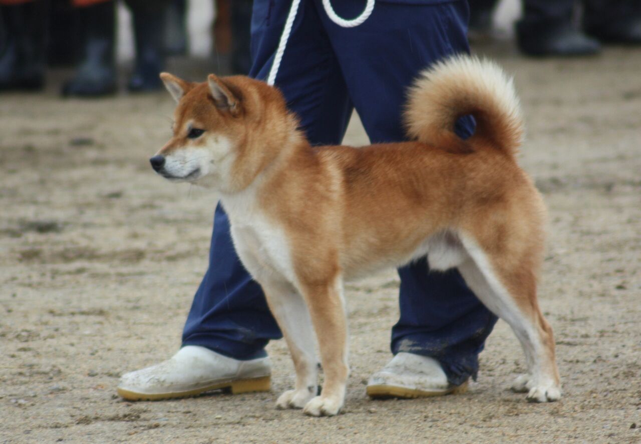 内閣総理大臣受賞犬 : 日本犬保存会 まんのう荘
