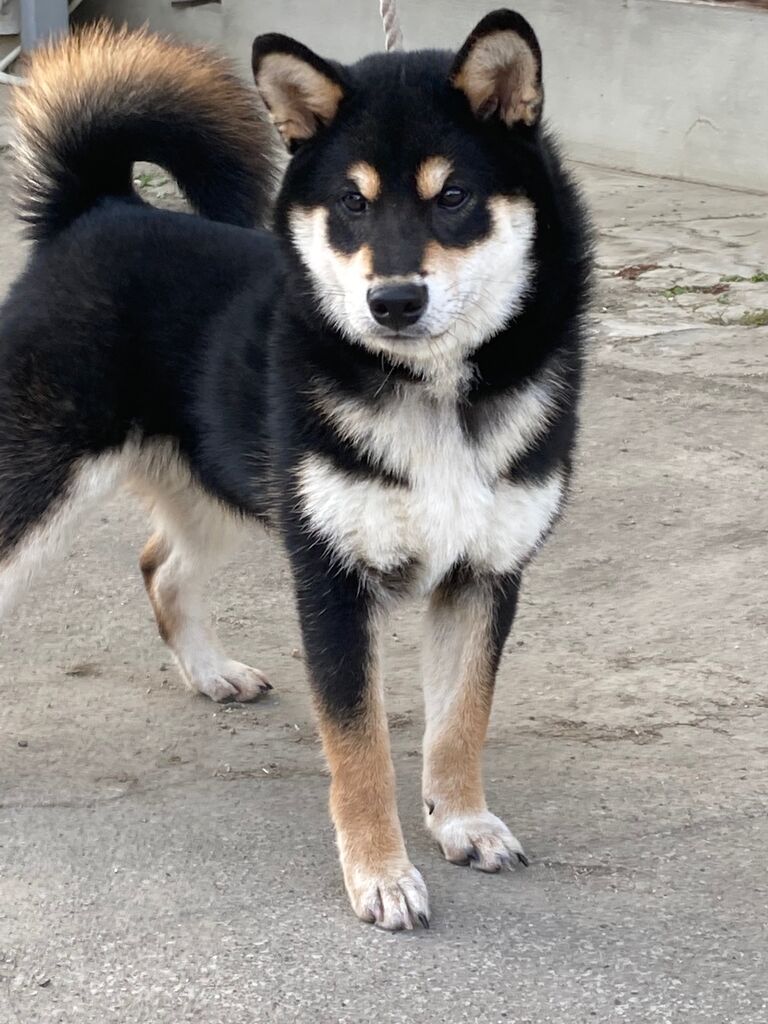 黒柴犬 日本犬保存会黒柴犬まんのう荘