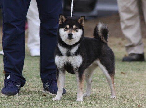 日本犬保存会黒柴犬まんのう荘
