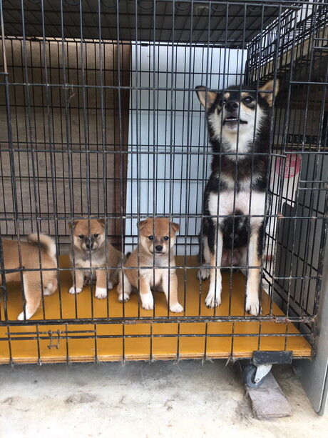 仔犬たち、巣立ち準備 : 日本犬保存会 まんのう荘