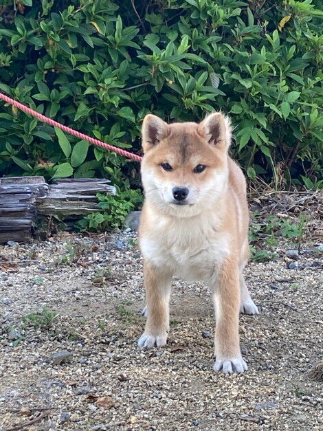 赤柴犬様×4 赤柴犬様×4 飼い主様決定の子犬 ID4137赤メス | 【柴犬.net】