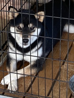 日本犬保存会黒柴犬まんのう荘