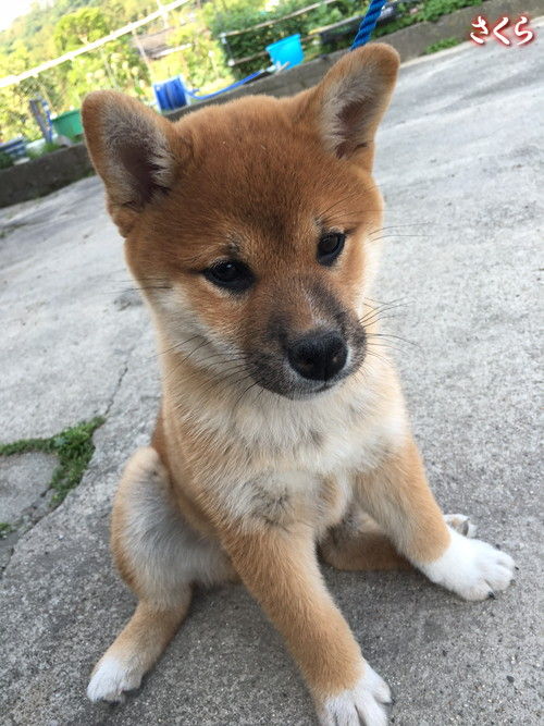 さくら ホタル もっちー 日本犬保存会黒柴犬まんのう荘