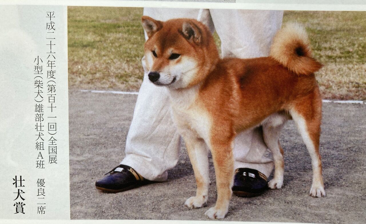 内閣総理大臣受賞犬 : 日本犬保存会 まんのう荘