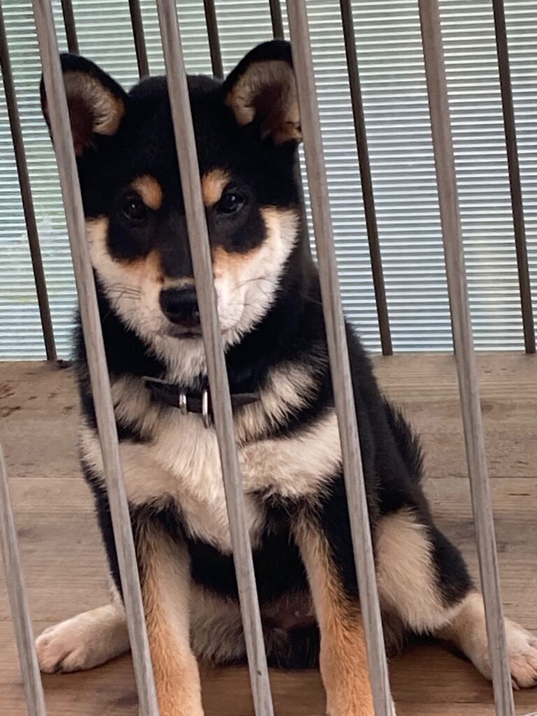 日本犬保存会黒柴犬まんのう荘