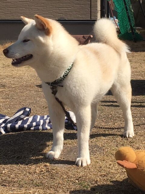 年02月24日 日本犬保存会黒柴犬まんのう荘 年02月24日 日本犬保存会黒柴犬まんのう荘