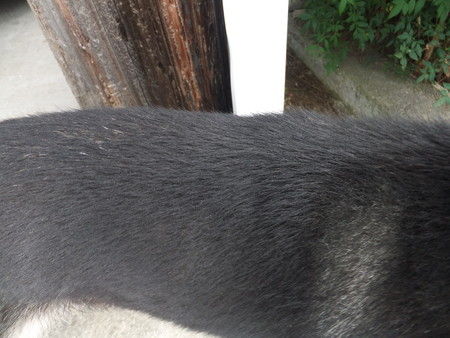 白い粉が吹く 日本犬保存会黒柴犬まんのう荘 白い粉が吹く 日本犬保存会黒柴犬まんのう荘