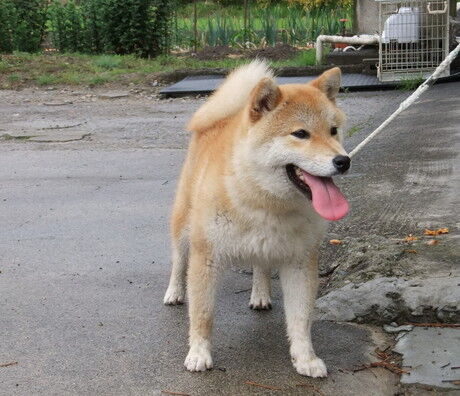 てんちゃんも交配へ 日本犬保存会黒柴犬まんのう荘