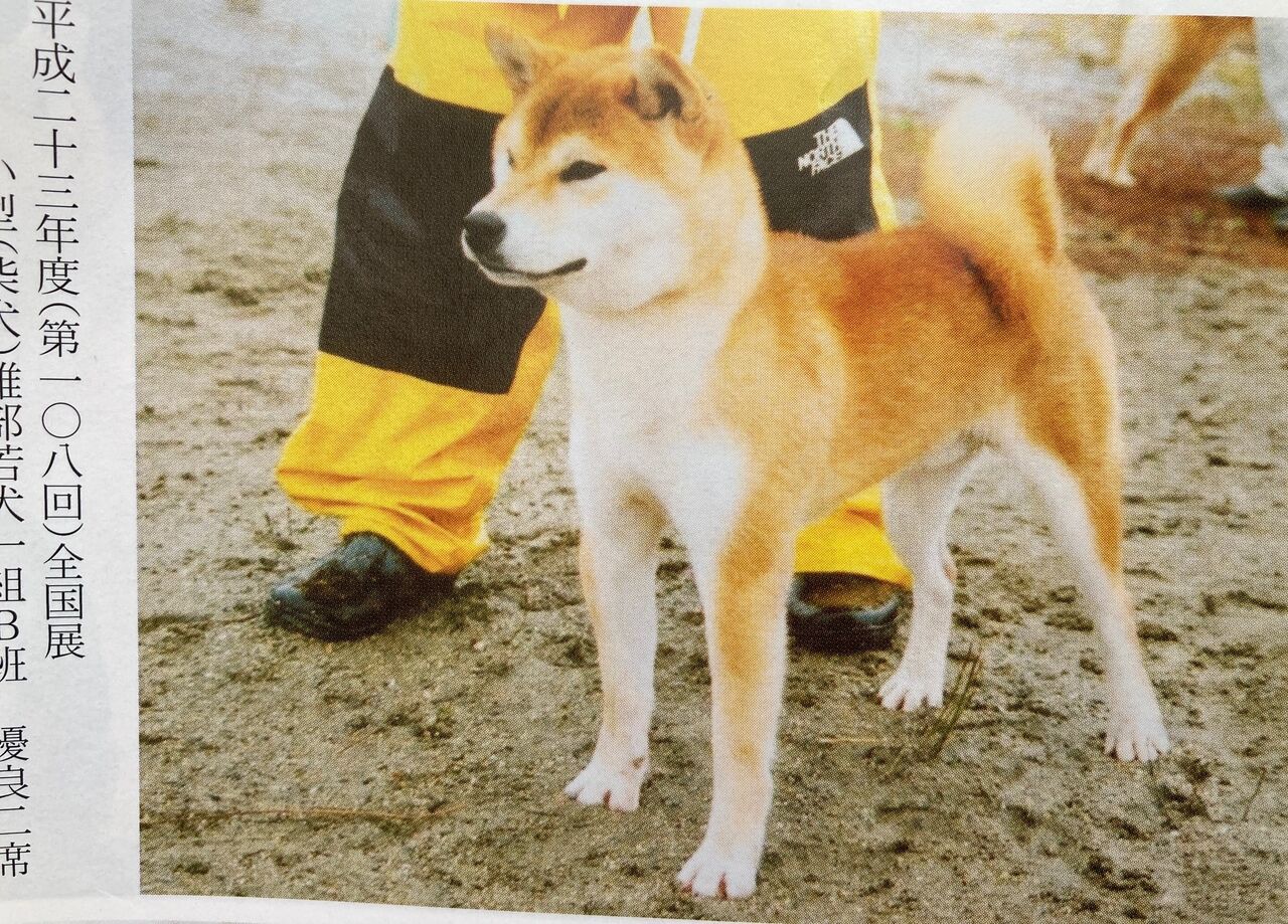 日本犬写真集 第2巻 第4巻 第5巻 第6巻