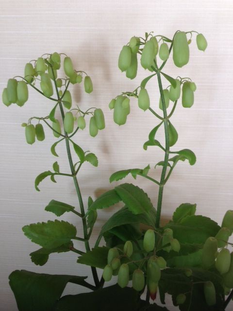 幻の花マザーリーフに一輪開花の兆し Kataribedazoのblog