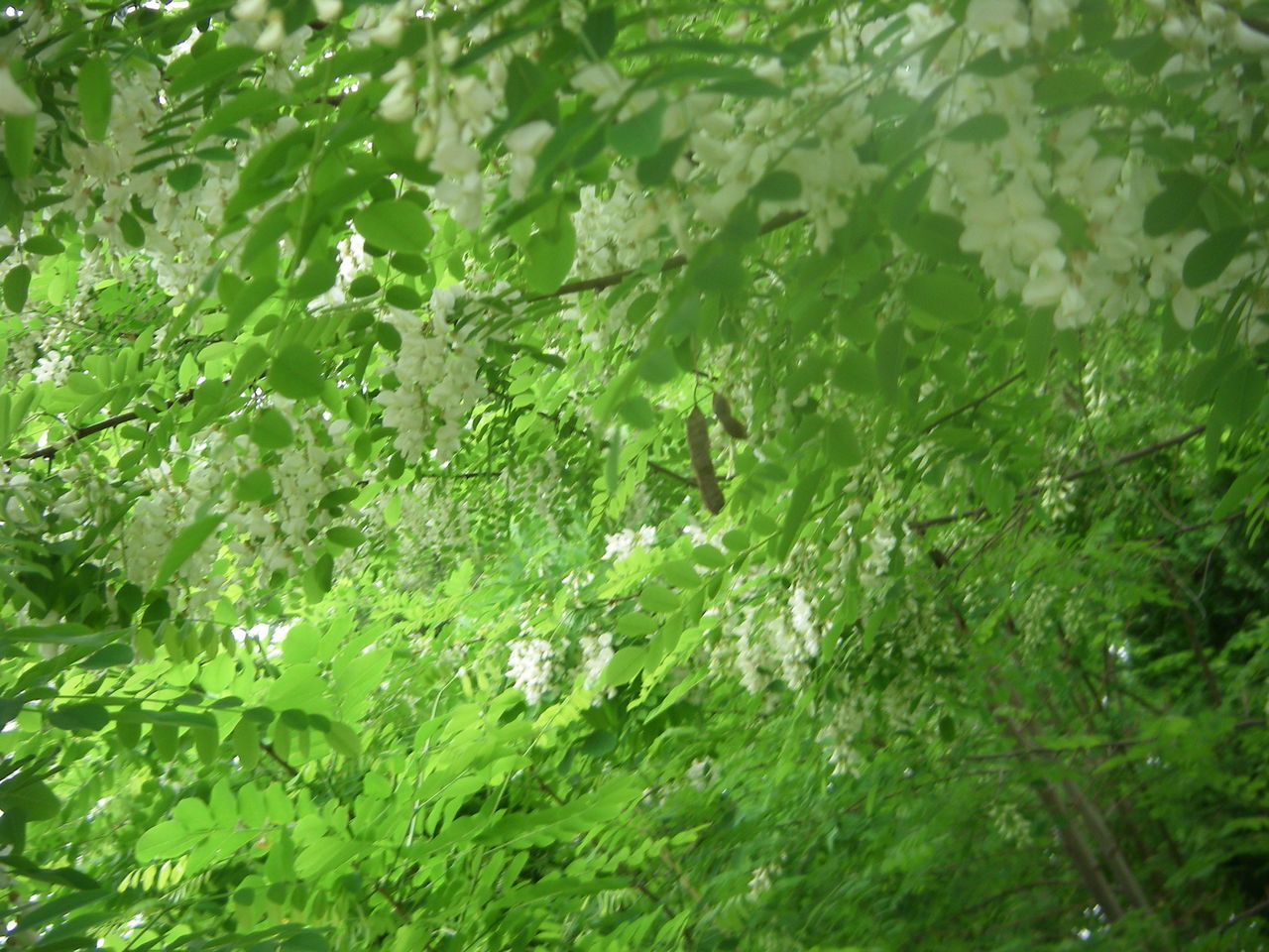 アカシアの花咲く季節巡り来て Kataribedazoのblog