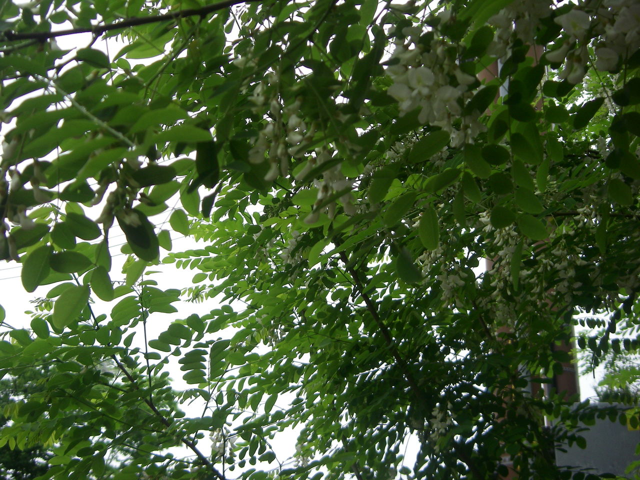 アカシアの花咲く季節巡り来て Kataribedazoのblog アカシアの花咲く季節巡り来て Kataribedazoのblog