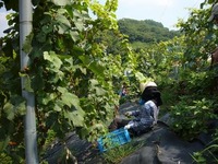 20101013_シャルドネ収穫2