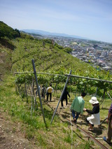 ワイナリー見学風景