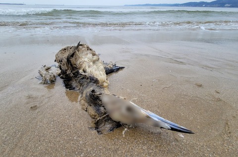 【韓国】 韓国、浦項海岸で鵜２００羽余りが大量死…原因調査へ